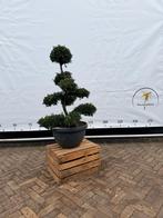 Ilex crenata 'Kinme' Bonsai - Prachtige Japanse Hulst, Tuin en Terras, Planten | Bomen, Ophalen, Bloeit niet, Halfschaduw, Overige soorten