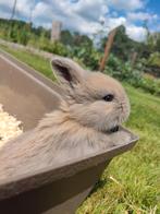 NHD konijnen te koop, Meerdere dieren, Dwerg, 0 tot 2 jaar, Hangoor