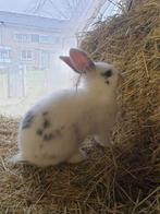 Prachtig dwerg konijntje, Dieren en Toebehoren, Konijnen, Mannelijk, Dwerg