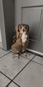 Uilen, Dieren en Toebehoren, Geslacht onbekend, Roofvogel, Geringd