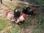 Chabo haan, Dieren en Toebehoren, Pluimvee, Mannelijk, Kip
