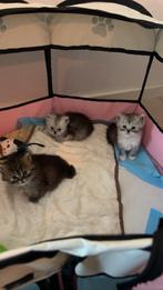 Britse langhaar kittens, Dieren en Toebehoren, Katten en Kittens | Raskatten | Langhaar, Poes, Ontwormd, 0 tot 2 jaar