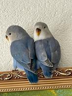 Agapornis Dwergpapegaai Lovebird Handtam Diverse Kleuren, Dieren en Toebehoren, Vogels | Parkieten en Papegaaien, Meerdere dieren