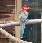 Stanley rosella man, Dieren en Toebehoren, Vogels | Parkieten en Papegaaien, Mannelijk, Parkiet