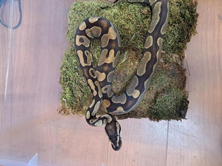 Mooie python, Dieren en Toebehoren, Reptielen en Amfibieën, Slang, 0 tot 2 jaar