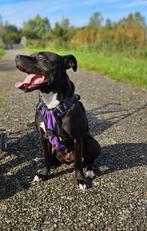 Lieve jonge Amerikaanse Pitbull Terriër teef, Dieren en Toebehoren, Honden | Niet-rashonden, Rabiës (hondsdolheid), 1 tot 2 jaar