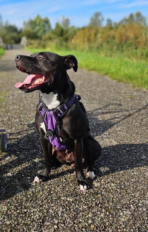 Lieve jonge Amerikaanse Pitbull Terriër teef, Dieren en Toebehoren, Honden | Niet-rashonden, Middel, Teef, Particulier, Eén hond