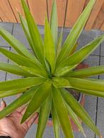 Yucca Elephantipes, Ophalen, Zomer, Overige soorten, Volle zon