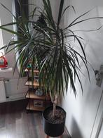 Gratis vandaag ophalen, Huis en Inrichting, Ophalen, Halfschaduw, Minder dan 100 cm