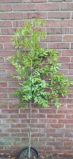 Ziziphus jujube, chinese dadelboom, Ophalen, Volle zon, Overige soorten, Minder dan 100 cm