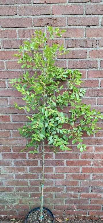 Ziziphus jujube, chinese dadelboom beschikbaar voor biedingen