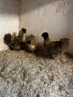 1-4 Zijdehoenkrielen, Meerdere dieren, Kip