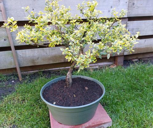 Tuinbonsai Euonimus of kardinaalsmuts, Tuin en Terras, Planten | Bomen, Overige soorten, Volle zon, Zomer, Ophalen of Verzenden