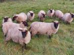 cambridge schapen rammen en ooien, Dieren en Toebehoren, Schapen, Geiten en Varkens, Vrouwelijk, Schaap, 0 tot 2 jaar