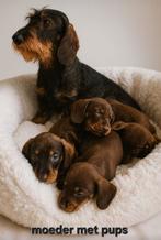 Super mooi gezonde dwergtekkel teckel pups. Ook CHOCO !!!, Dieren en Toebehoren, Honden | Teckels en Dashonden, 8 tot 15 weken