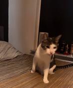 Kat zoekt nieuw huisje, Dieren en Toebehoren, Kater, Ontwormd, 0 tot 2 jaar