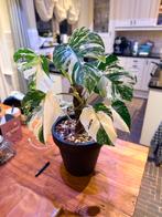 Monstera Deliciosa Variegata – grote moederplant, Huis en Inrichting, Kamerplanten, Ophalen, Halfschaduw, Minder dan 100 cm