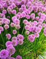 Allium millenium sierui biologische zaden, Ophalen of Verzenden, Voorjaar, Halfschaduw, Zaad