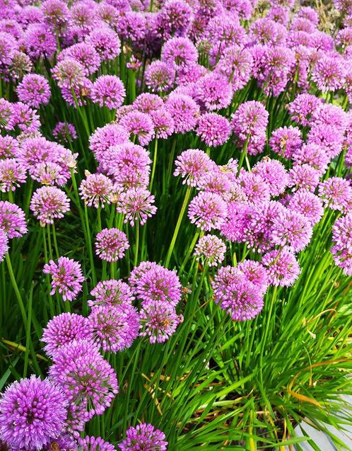 Allium millenium sierui biologische zaden, Tuin en Terras, Bloembollen en Zaden, Zaad, Voorjaar, Halfschaduw, Ophalen of Verzenden