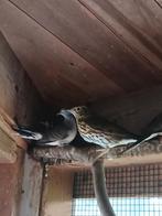 Zanglijster  pop, Dieren en Toebehoren, Vogels | Overige Vogels, Vrouwelijk