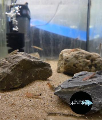 Sicyopus zosterophorus - Oranje goby beschikbaar voor biedingen