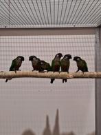 Diverse pyrrhura's griseipectus en picta., Dieren en Toebehoren, Vogels | Parkieten en Papegaaien, Meerdere dieren, Parkiet, Geringd