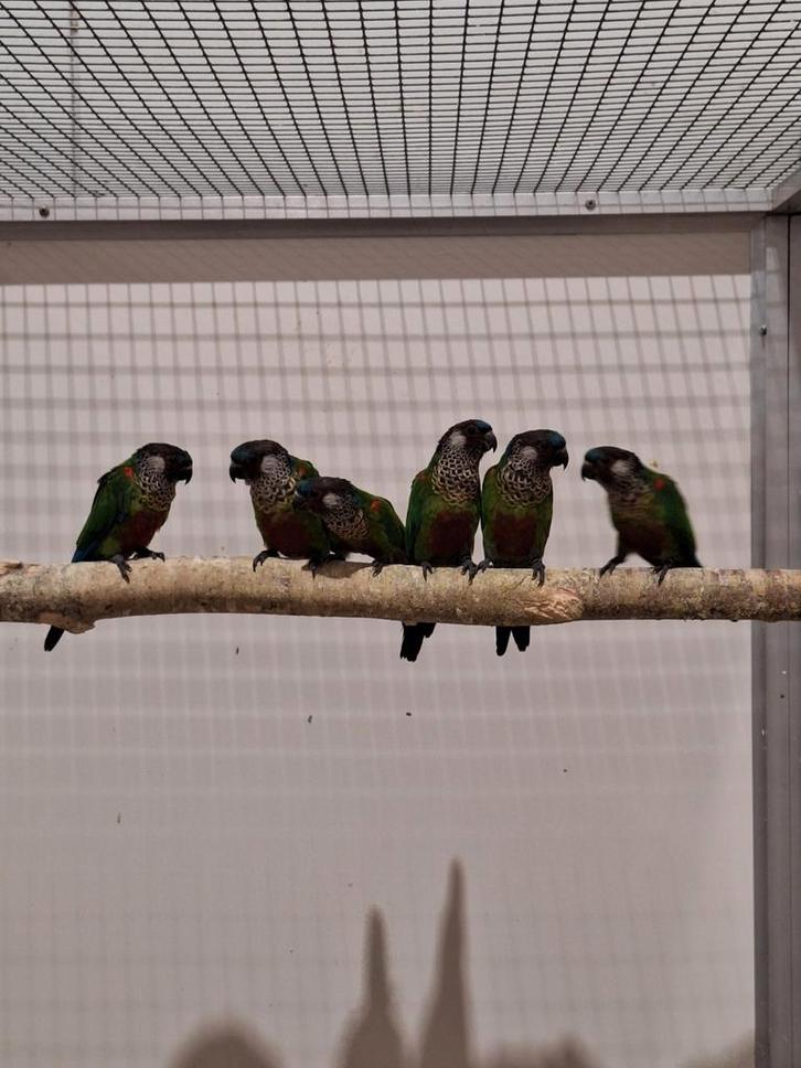 Diverse pyrrhura's griseipectus en picta., Dieren en Toebehoren, Vogels | Parkieten en Papegaaien, Parkiet, Meerdere dieren, Geringd