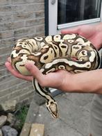 1-0 Super Fly HET Clown Python Regius, Dieren en Toebehoren, Reptielen en Amfibieën, Slang, 3 tot 6 jaar
