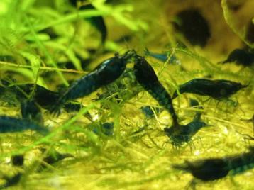 Blauwe neocardina garnalen High Grade beschikbaar voor biedingen