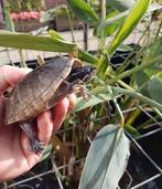 Enkele Muskusschildpadden kleinblijvende muskus schildpadden, Schildpad