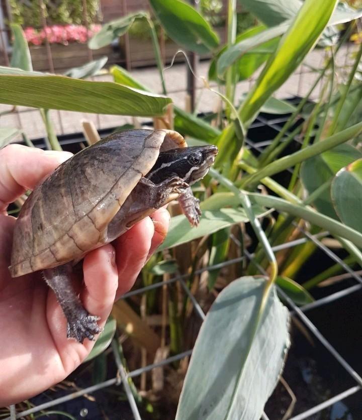 Enkele Muskusschildpadden kleinblijvende muskus schildpadden