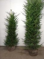 Taxus baccata 100/120cm AANBIEDING!!, Ophalen, Taxus, Haag, Minder dan 100 cm