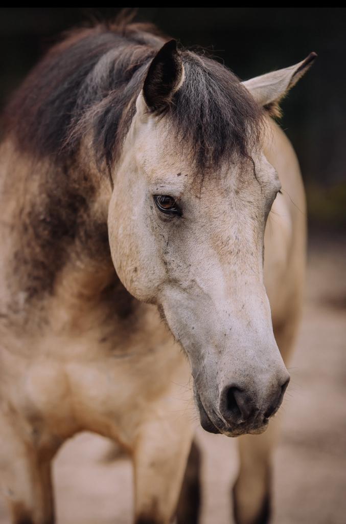 Recreatieve pony te koop, Dieren en Toebehoren, Paarden, Ruin, B, Minder dan 160 cm, 0 tot 2 jaar, Dressuurpaard, Met stamboom