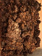 Yuukianura aphoruroides   Rode springstaartjes, Overige soorten, 0 tot 2 jaar