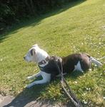 Lieve Staffordshire ter adoptie, Dieren en Toebehoren, 6 jaar of ouder, Rabiës (hondsdolheid), Overige rassen, Teef