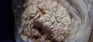 Schapenwol ,  van  Friese melkschapen beschikbaar voor biedingen