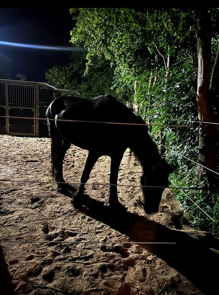 Eigen prive plek voor 3 paarden, Dieren en Toebehoren, Stalling en Weidegang, Stalling, 2 of 3 paarden of pony's