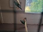 Pyrrhura lepida, Dieren en Toebehoren, Vogels | Parkieten en Papegaaien, Geslacht onbekend, Parkiet, Geringd