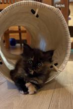 Maine coon kittens, Meerdere dieren, Langharig, 0 tot 2 jaar