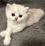 Brits korthaar kittens !!!, Poes, Gechipt, 0 tot 2 jaar