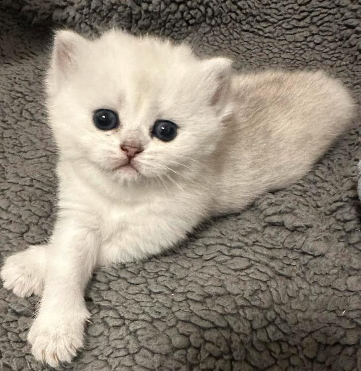 Brits korthaar kittens !!!, Dieren en Toebehoren, Katten en Kittens | Raskatten | Korthaar, Poes, 0 tot 2 jaar, Gechipt, Ontwormd