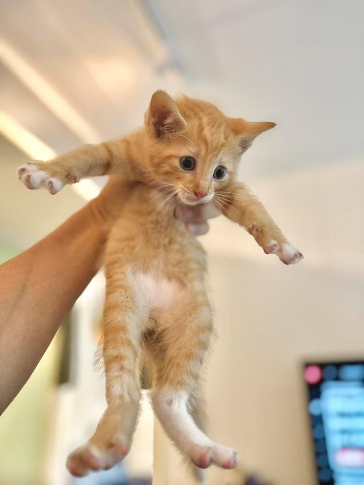 Kittens looking for home, Dieren en Toebehoren, Katten en Kittens | Raskatten | Korthaar, Kater, 0 tot 2 jaar