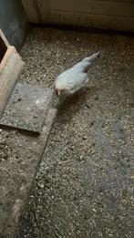 3 toppers te koop, Vrouwelijk, Kip