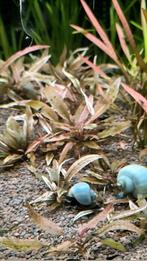 Cryptocoryne pink flamingo planten (Aquarium plant), Dieren en Toebehoren, Ophalen of Verzenden, Nieuw, Plant(en), Steen of Hout