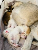 Britse Korthaar kittens te koop – Golden Shaded & Cream, Meerdere dieren, Kortharig, 0 tot 2 jaar