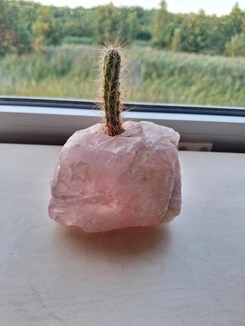 Rozenkwarts met levende cactus beschikbaar voor biedingen