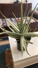 Mooi kamerplanten kan wlke bot mag menemen, Ophalen of Verzenden, Zo goed als nieuw