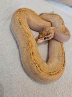 Koningspython- python regius- ballpython, Dieren en Toebehoren, Reptielen en Amfibieën, Slang, Tam, 0 tot 2 jaar