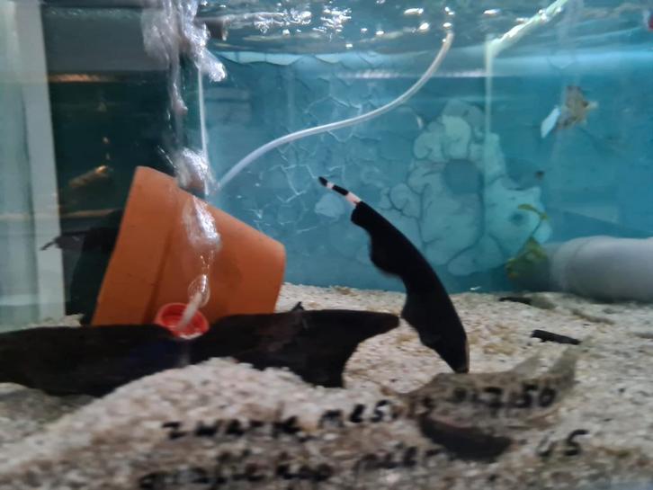 Zwarte mesvis, Apteronotus Albifrons, Dieren en Toebehoren, Vissen | Aquariumvissen, Zoetwatervis, Vis