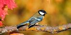 Vogels gezocht, Dieren en Toebehoren, Vogels | Overige Vogels, Tropenvogel